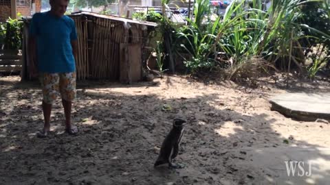 Patagonian Penguin Finds Second Home in Brazil