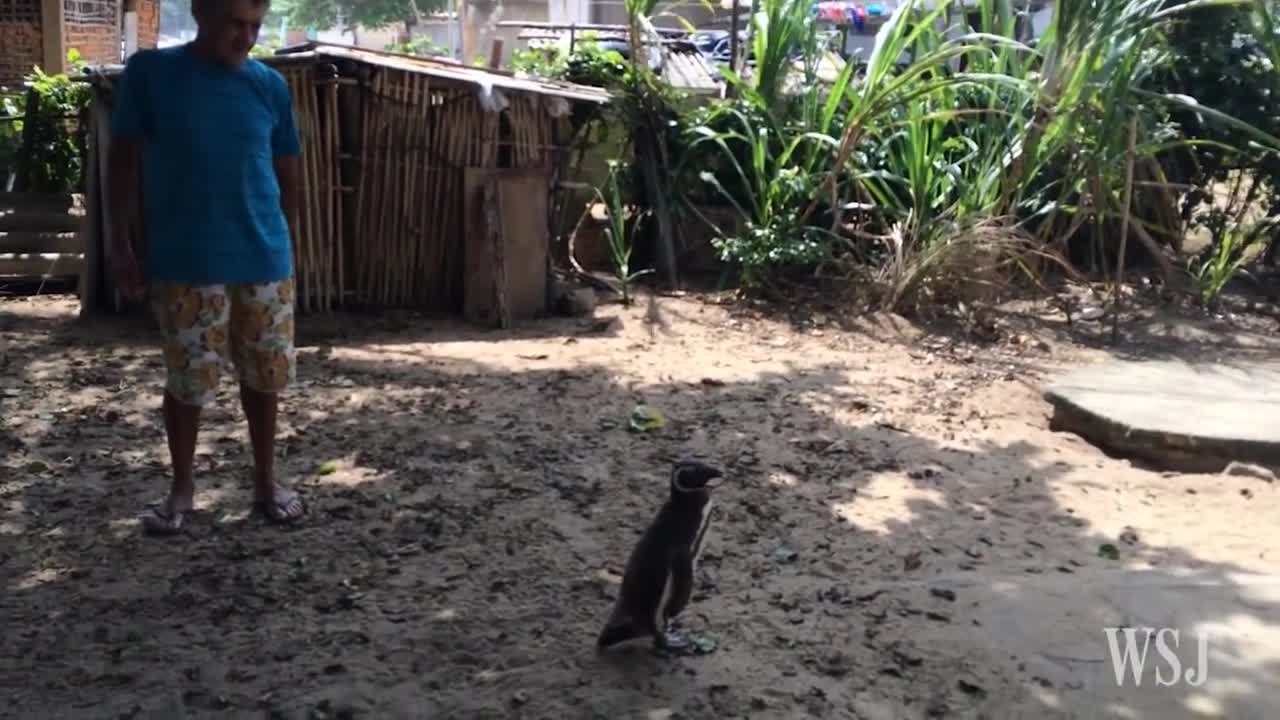 Patagonian Penguin Finds Second Home in Brazil