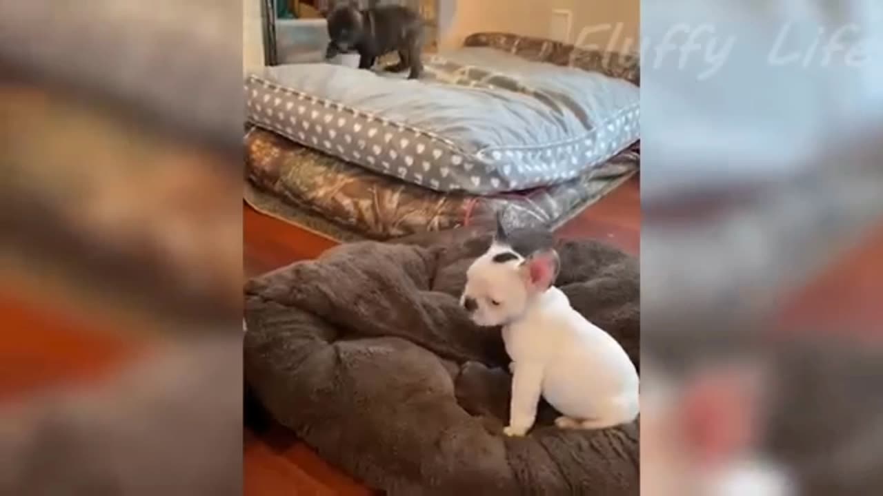 Funny cat and dog