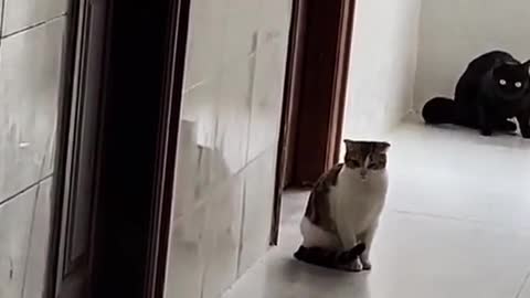 Cat just got biggest embarrassment of his life