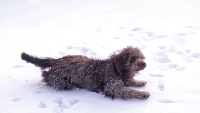 dog love snow play