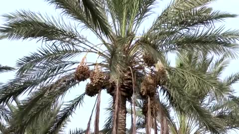 Date palms struggle in Africa's hottest oasis