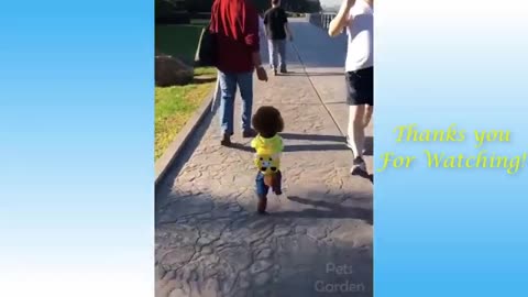 Cute Pets And Funny Animals Funny Video