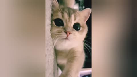 Funny Cat and baby Funny Short training videos