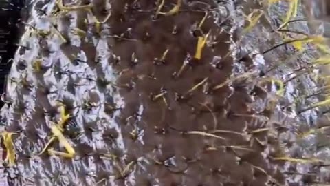 019 😃😕😟😬😋😟😲19 After knowing that there is a reward for brushing teeth, Jiumei opened her mou