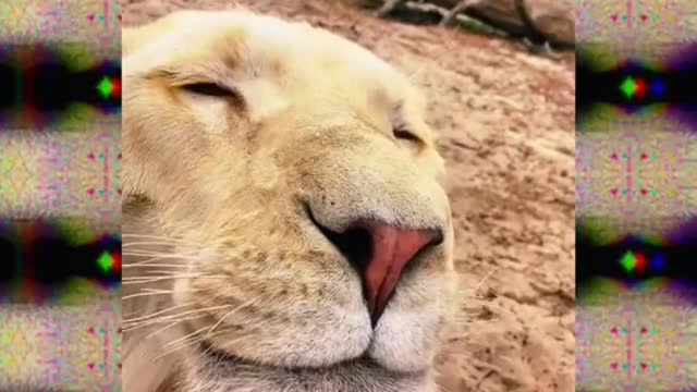 Funny Cats Video 😂 Watch once again