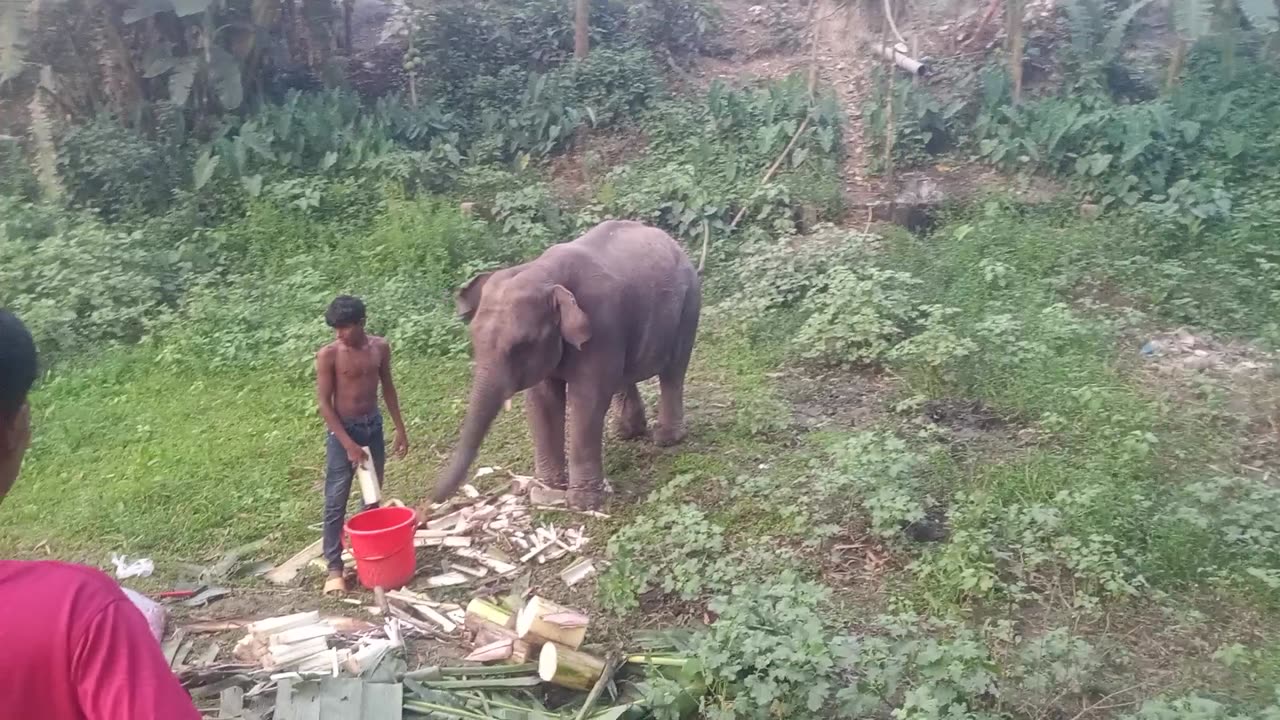 Elephant goes on destructive rampage, completely destroys vehicle