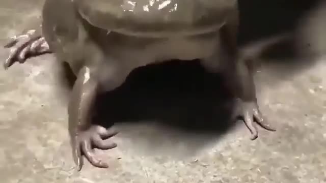 Angry frog