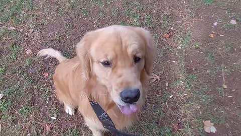 Simba walk