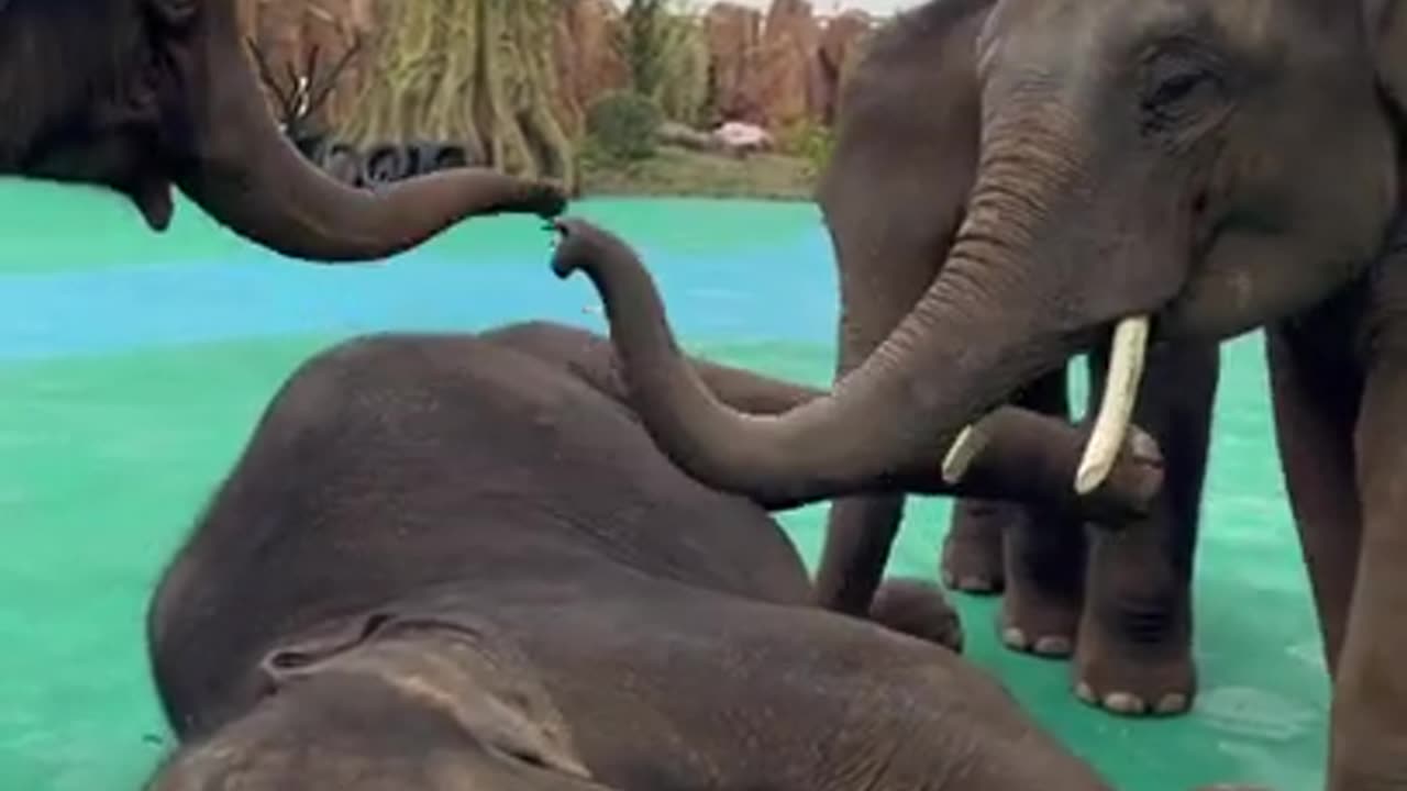 Most Funny Wild Animal - Cutest baby Elephant Videos