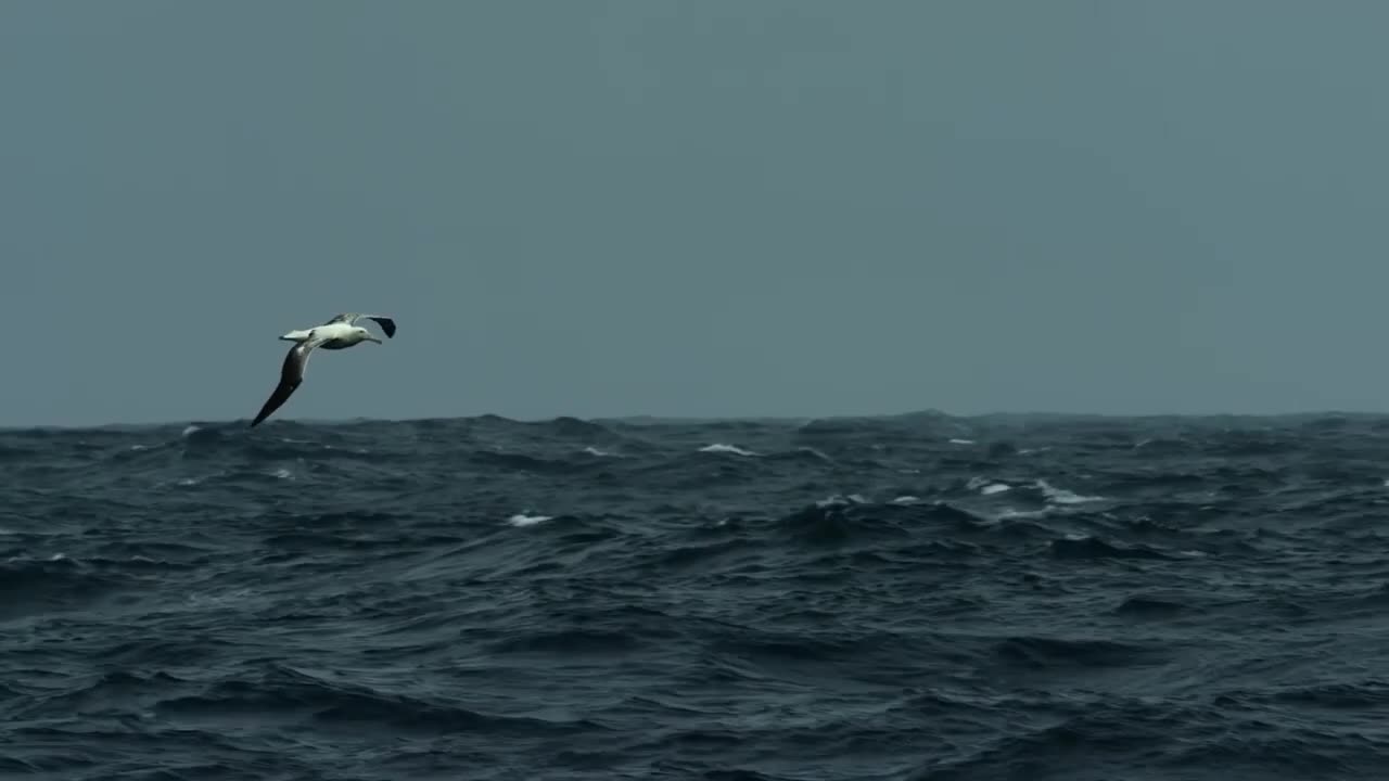 Birds flying on sea
