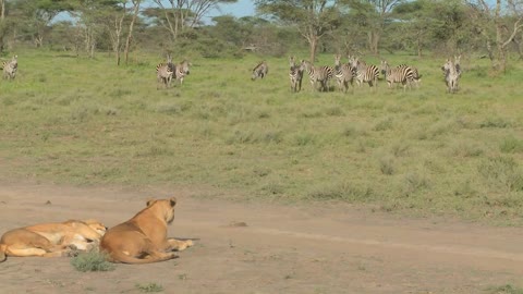 A female lioness watches a group of zebras intently