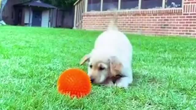 Baby Dogs 🔴 Cute and Funny Dog Videos Compilation | 30 Minutes of Funny Puppy Videos 2022