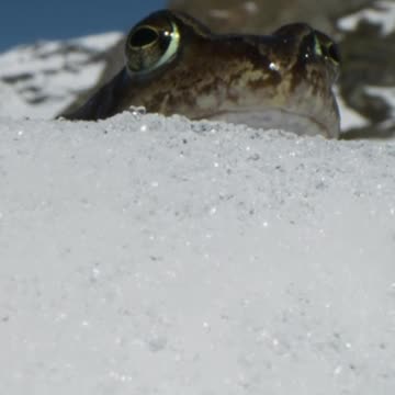 Wacky races 🐸 #PlanetEarth3
