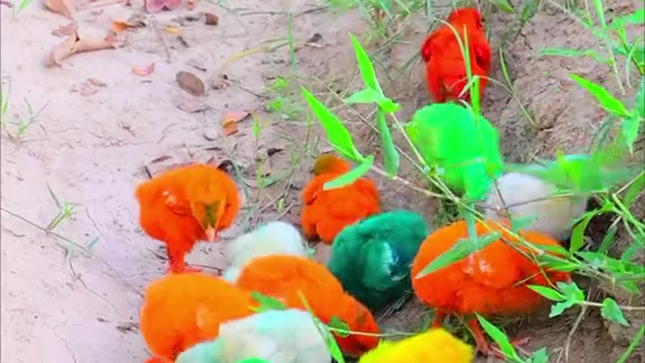 100 Different colorfull chicks , colorful chicks ,small colorful chicks