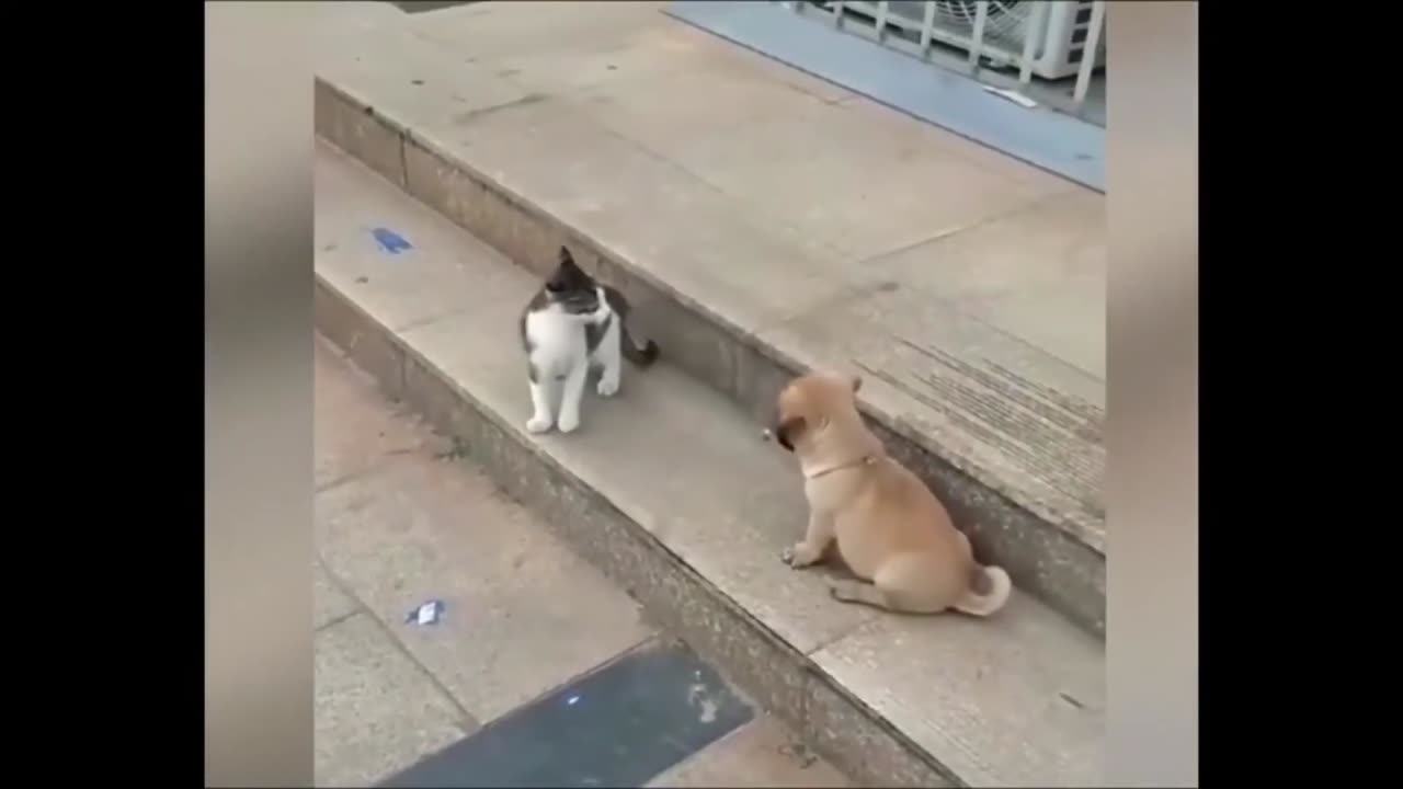 🤣DOG VS CAT FUNNY ANIMAL VIDEOS♥️