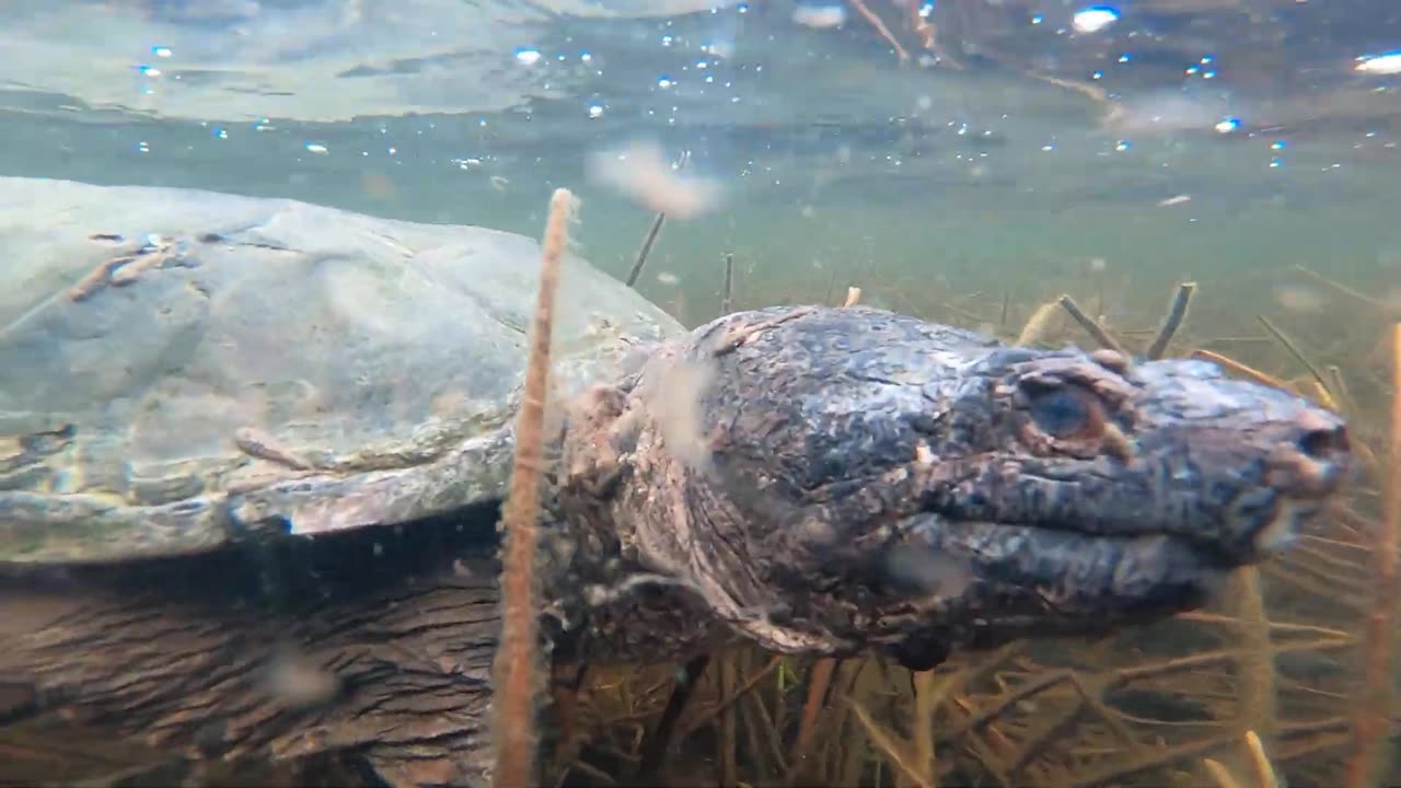 Snapping Turtle