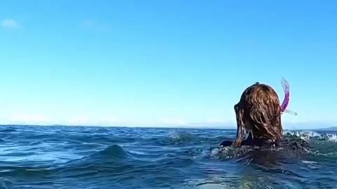 Very close encounter footage dolphins