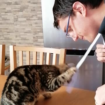 playing with a cute kitten