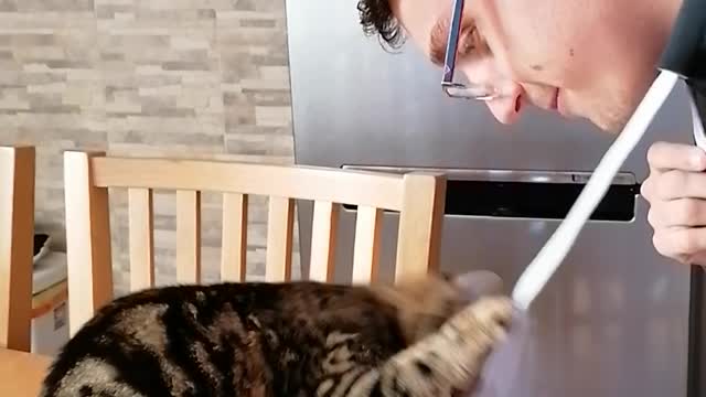 playing with a cute kitten