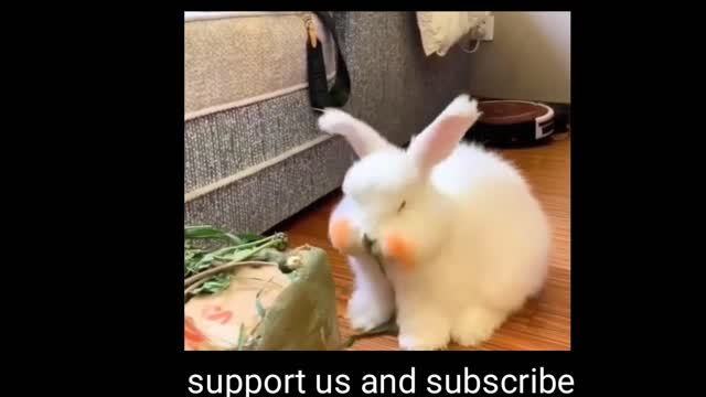 Very cute Canadian rabbit