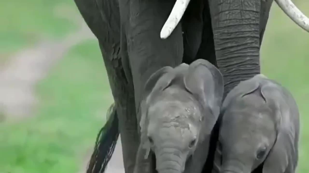 Cutest elephant family