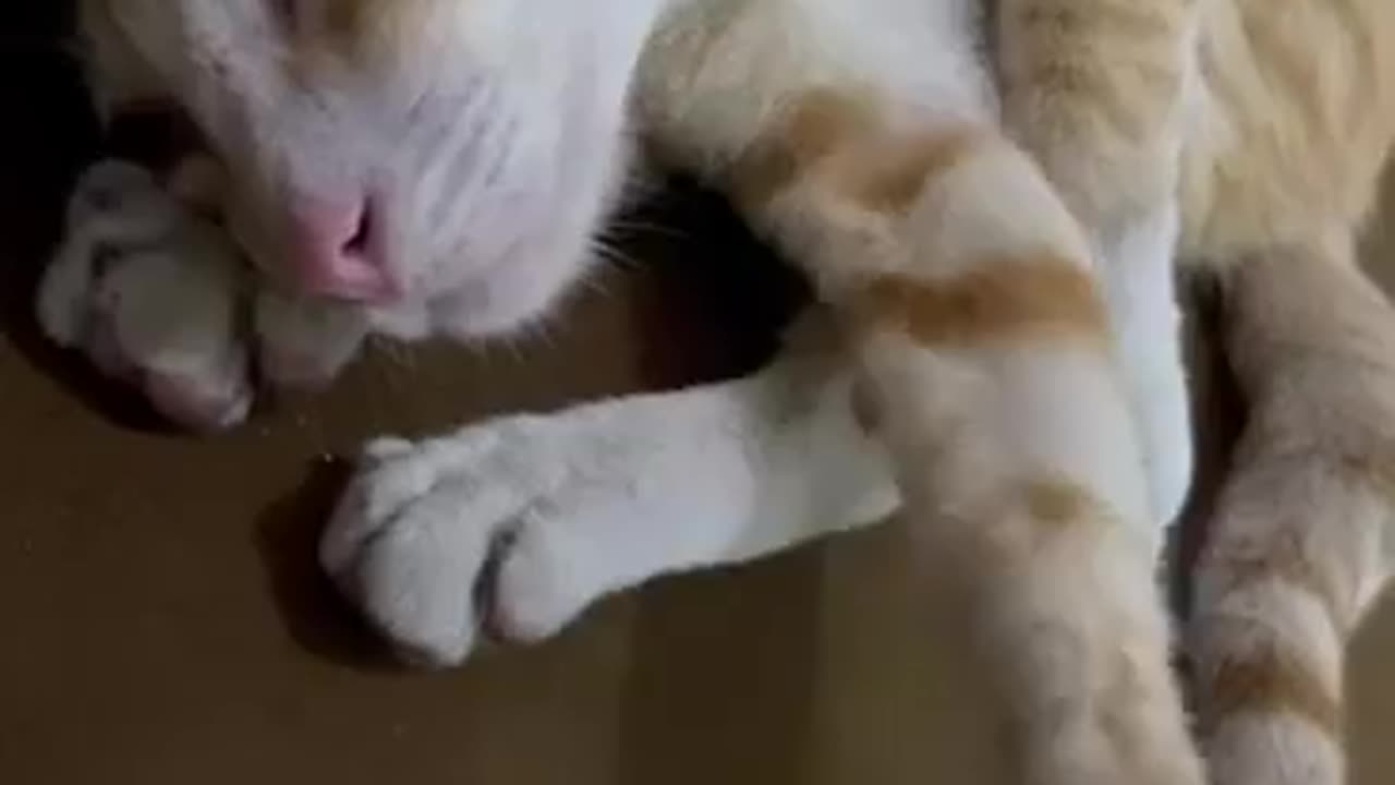 Zhongli's Deep sleep