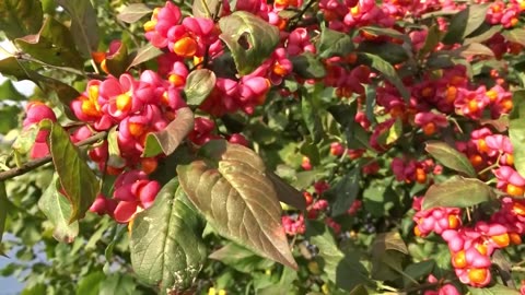 Euonymus Europaea Tree or Shrub, Cold Hardy European Spindle