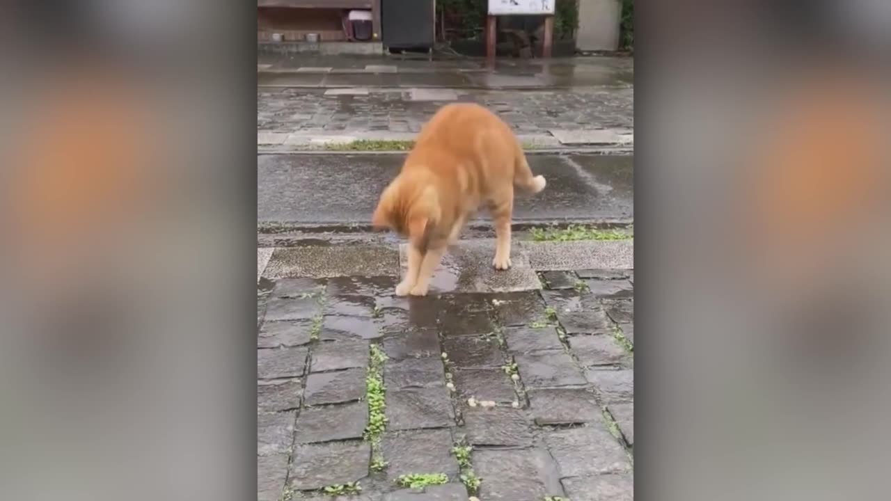 Best Animal Videos 2022 | Funny Cats and Dogs | Cats Funny Videos