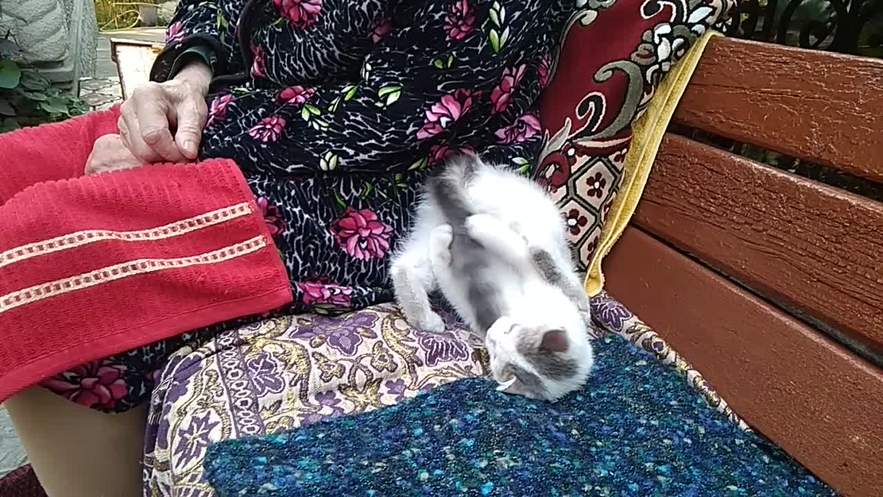 The cat is having fun with grandma