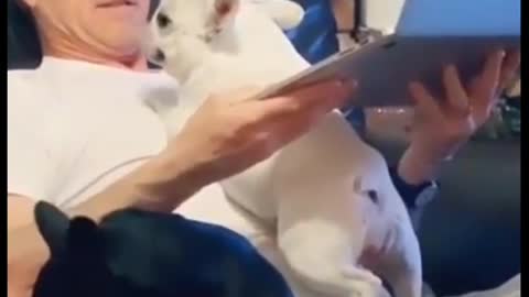 New dog video 2022