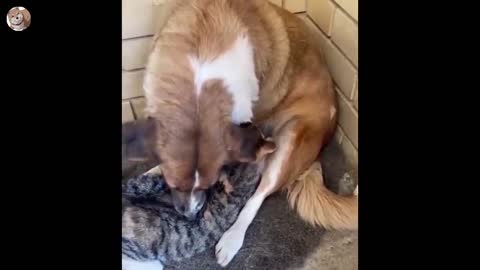 Funniest Animals 🤣 - Best Dogs And Cats Videos 2022 🐶😻 (4)