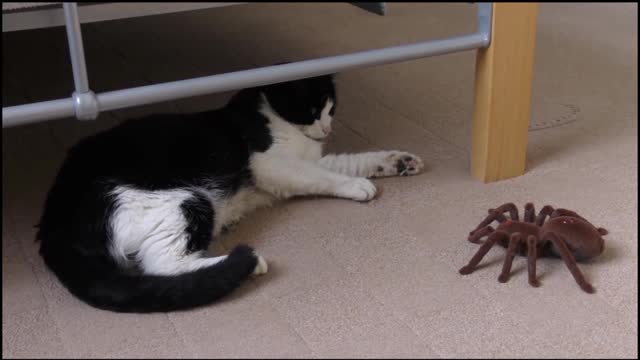 Cat playing with spider