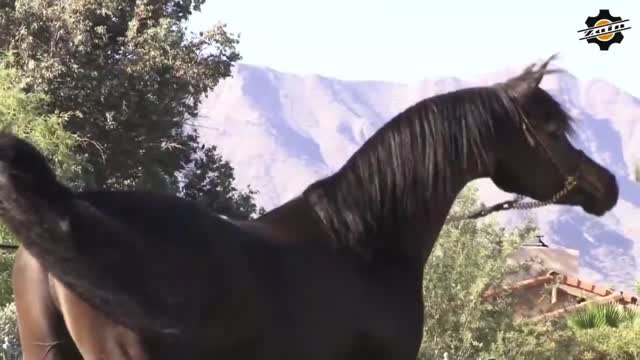 خيل وجمال