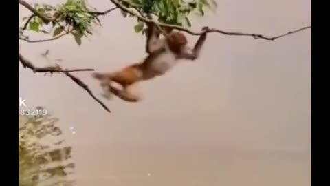 Funny monkey make fun of the tiger