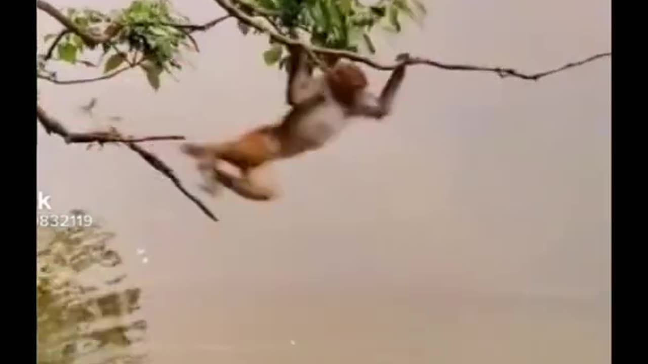 Funny monkey make fun of the tiger