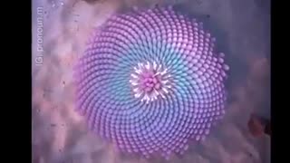 #NightShift #RedPillAnon | frequency