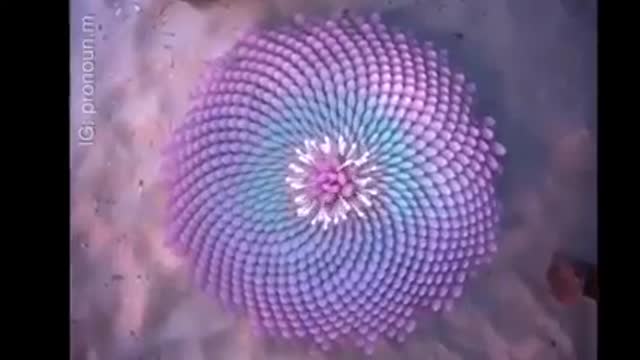 #NightShift #RedPillAnon | frequency