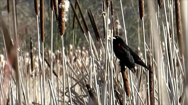 Red-winged Blackbird