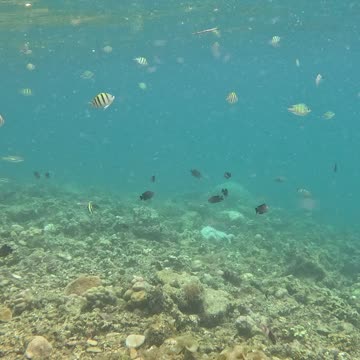 Snorkeling Adventures Philippines. So many fish and corals!!