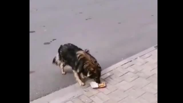 ⭐⭐⭐⭐⭐ A homeless dog refuses to eat McDonalds, this is a clear indication of the state of junk food