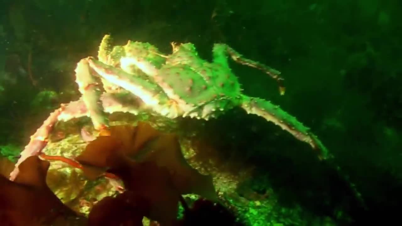 Gordon Ramsay Catches King Crab | Gordon Ramsay