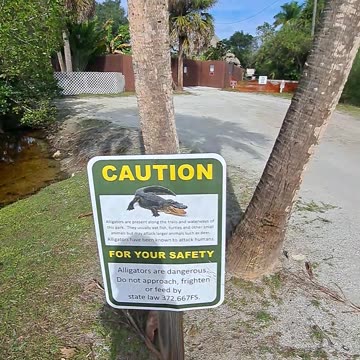 Alligators, ibis and white heron and TRUMP 2020, keep your perfect vision of 2020