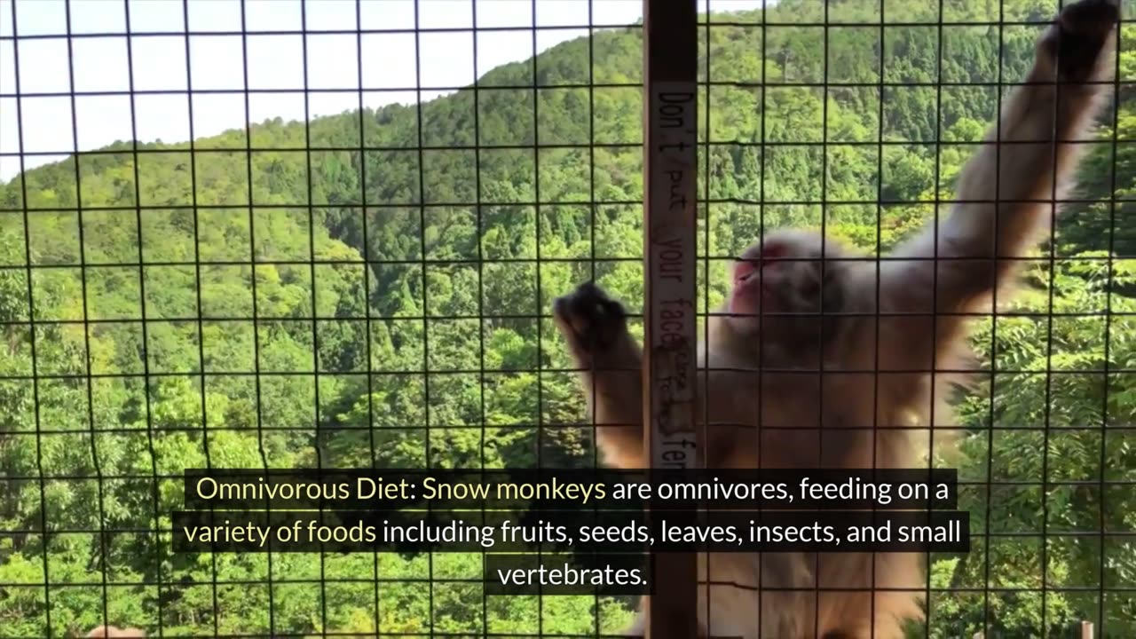 Facts About Snow Monkeys