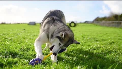 Canine Enrichment