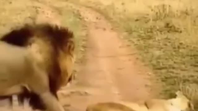 Funny animals part 03