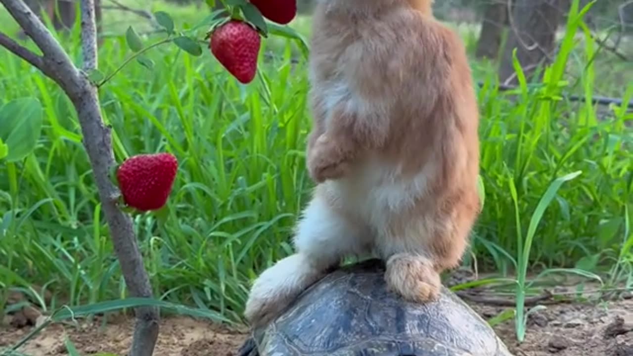 The turtle and the Rabbit