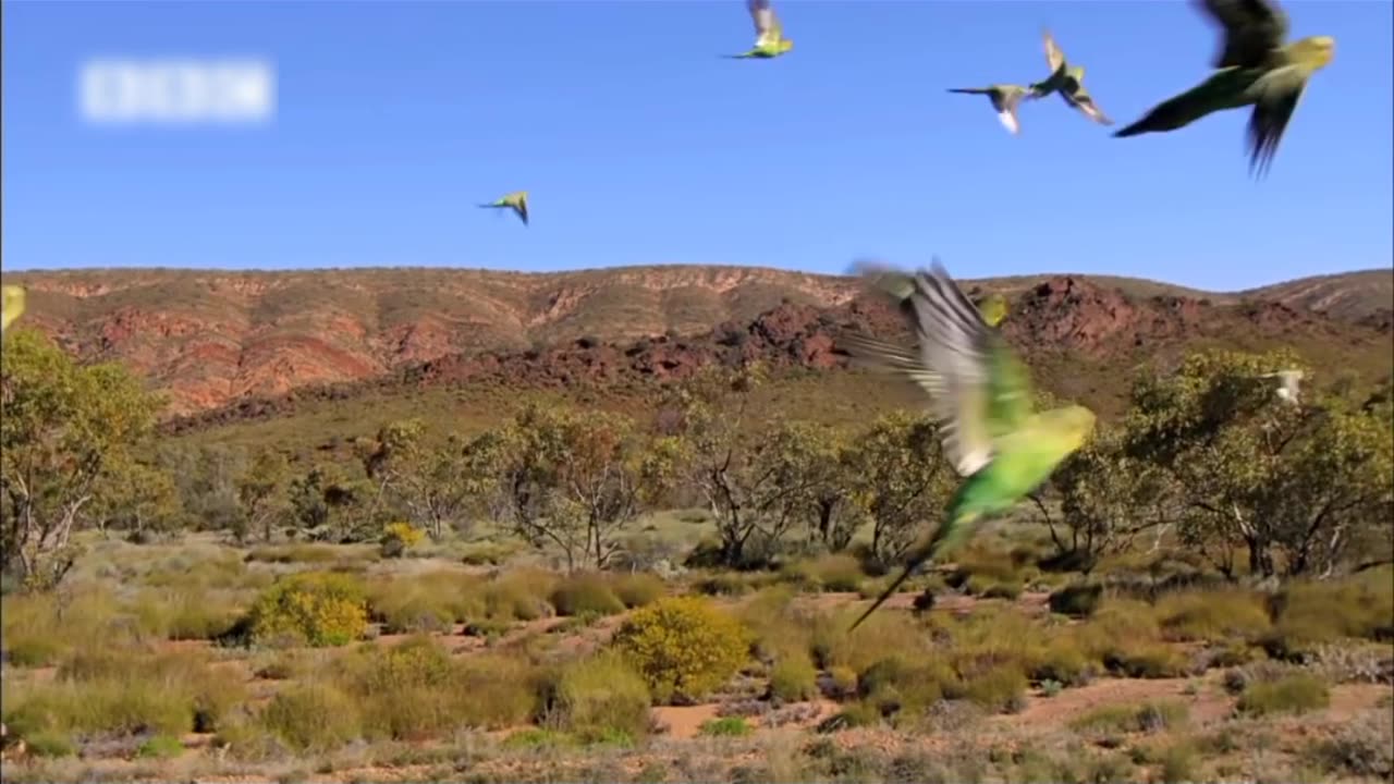 "parrots Paradise: Colorful Feathers and Chatter Galore"#ParrotParty