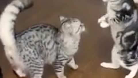 Curious big fat cat pushes people with paws