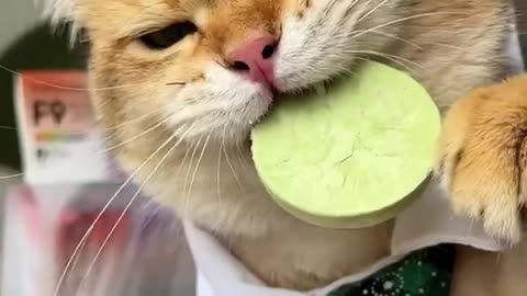 Lollipop for cat's